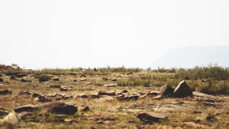 Flock-of-Egyptian-Vultures-or-Neophron-percnopterus-birds-walking-on-ground-in-a-arid-forest-of-Madhya-Pradesh-India