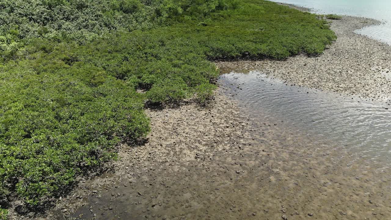 bosque de manglares en el geoparque global de la unesco de hong kong en sai kung, vista de drones