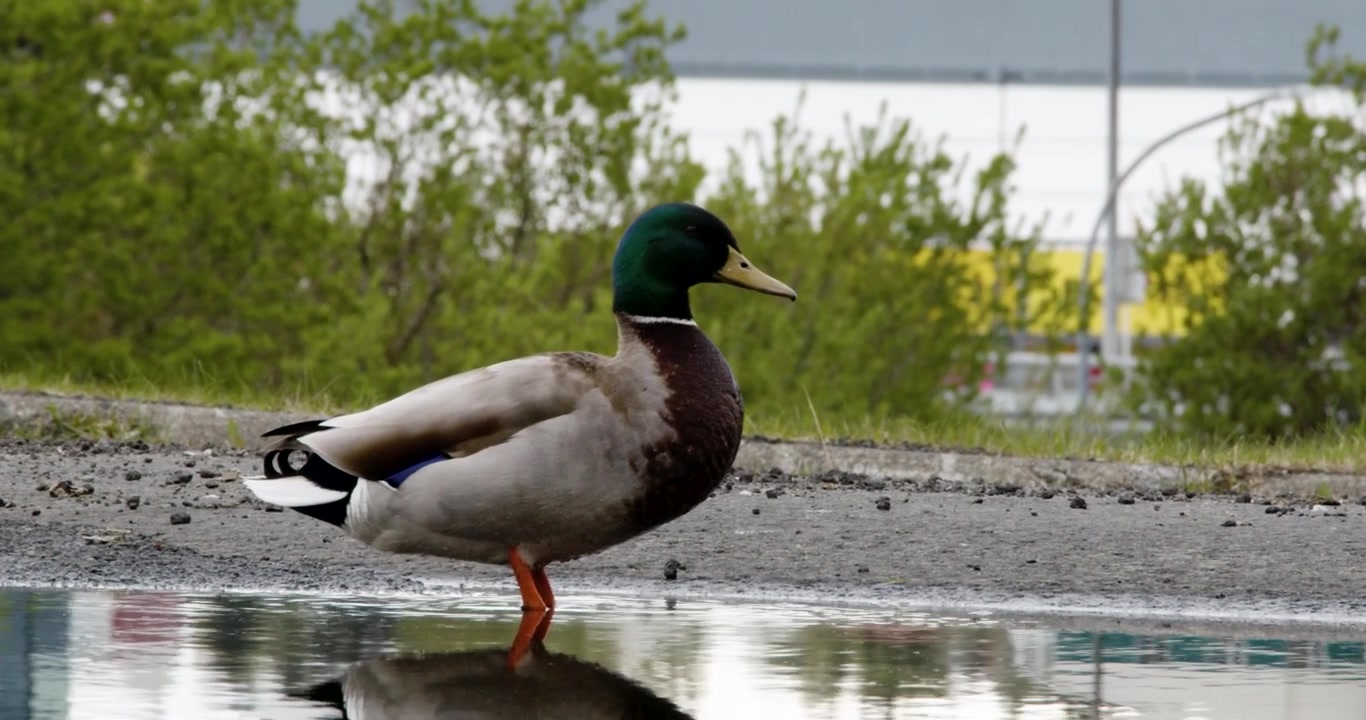 Un germano reale maschio con una testa verde brillante sta su una zampa in una pozzanghera poco profonda, proiettando un chiaro riflesso sulla superficie dell'acqua