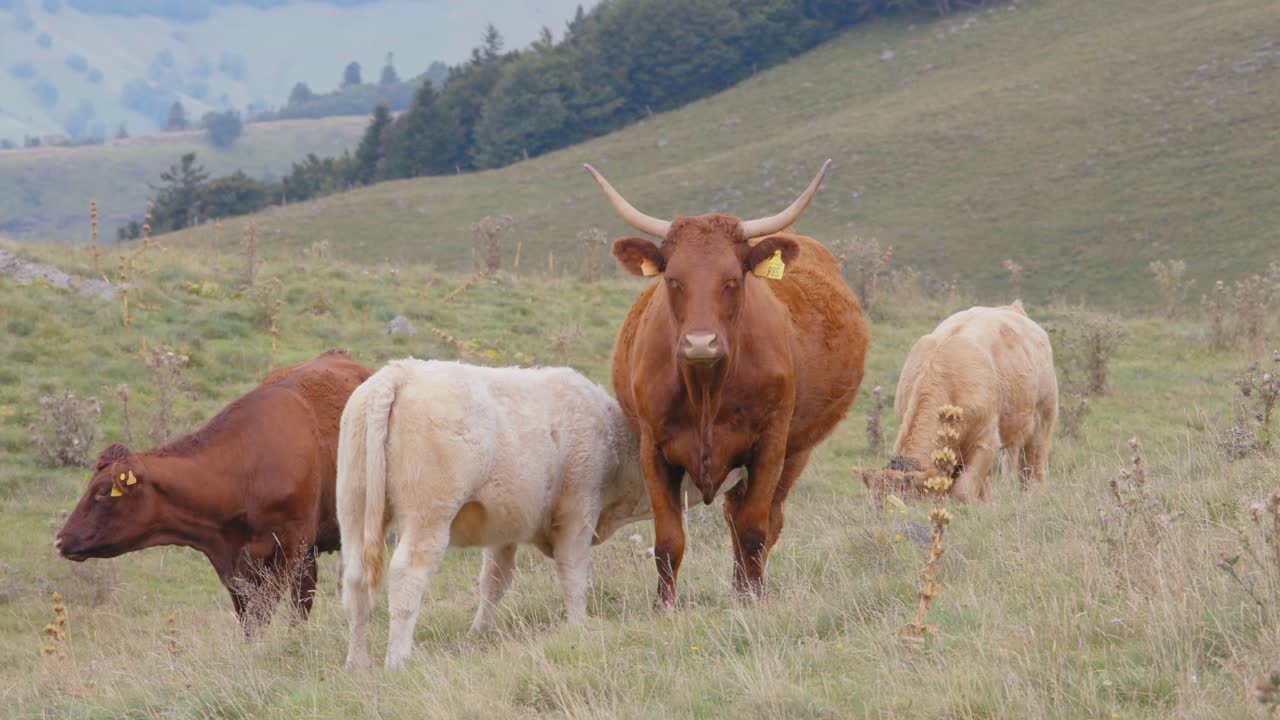 Cantal, Francia, agricoltura, bestiame. Un gruppo di mucche Salers e bianche che pascolano su un verde pascolo di montagna nella regione dell'Alvernia.