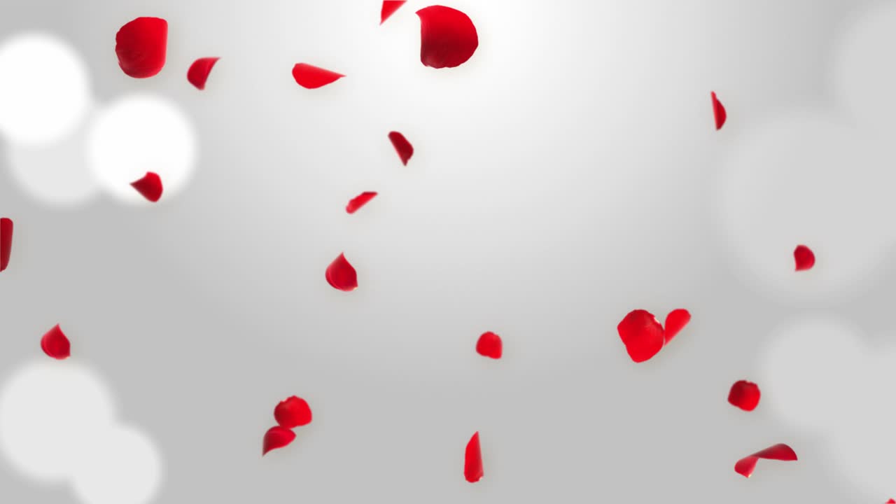 Anniversary loop background with falling red rose petals realistic 3d ...