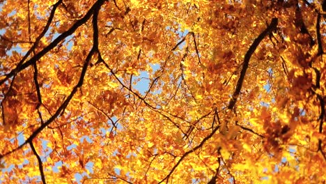 Herbstliche-Eichenblätter.