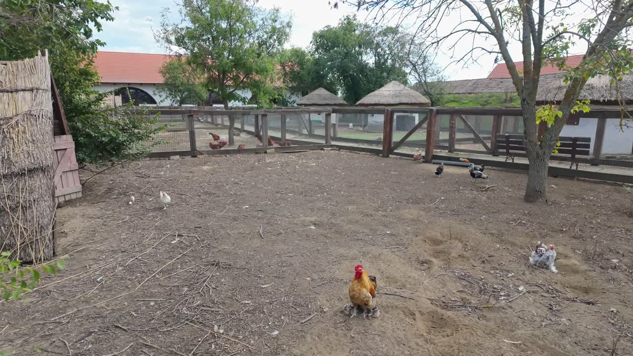 Various types of poultry run around on an outdoor chicken farm in Puszta, Hungary