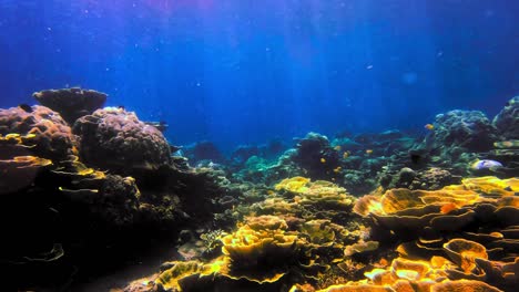 Raining-with-beautiful-rays-of-light-on-leafy-coral-reef-filled-with-exotic-fish