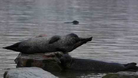 Foca-De-Puerto-Tratando-De-Saltar-Sobre-Una-Roca-Donde-Yacen-Otras-Focas