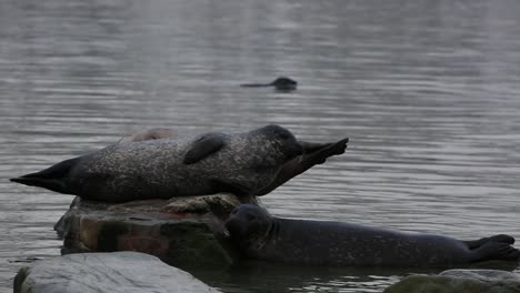 foca del puerto tratando de saltar sobre una roca donde otras focas están poniendo