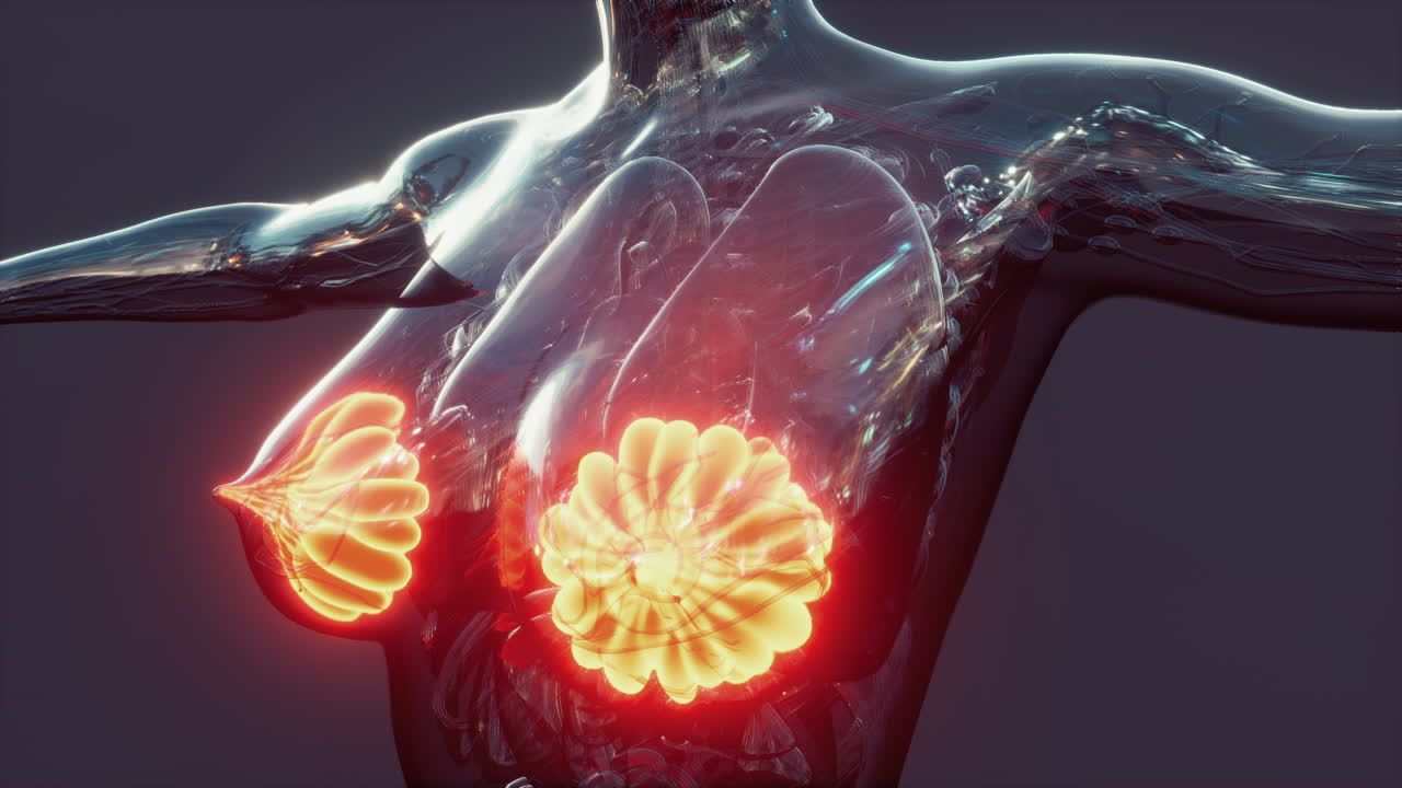 빛나는 유방선과 함께 인간 몸의 과학 해부학
