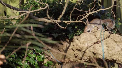 squirrel jumping between trees in suburban garden