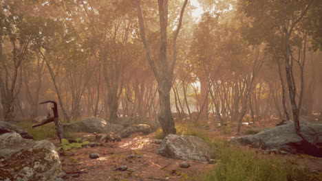 a magical forest bathed in golden sunlight, with fog and mist swirling through the trees.