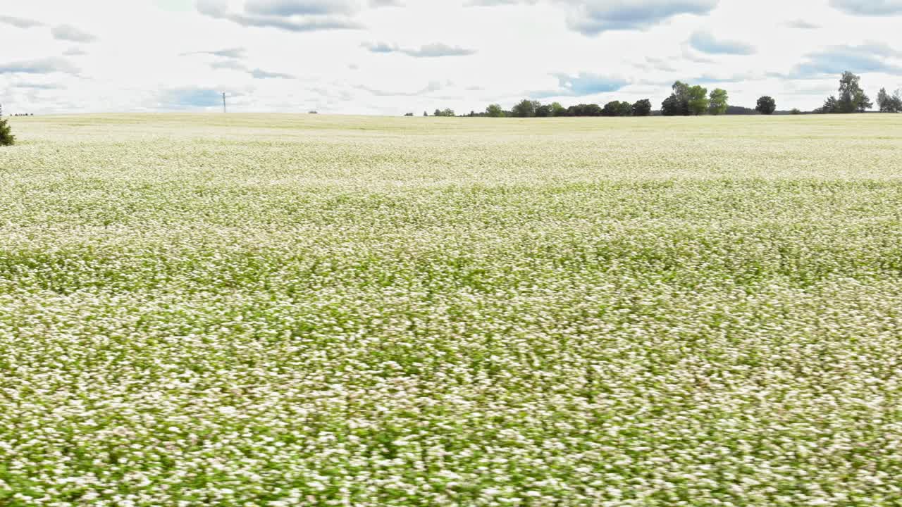 Campo di grano saraceno visto da un drone a bassa quota che vola appena sopra le piante a sinistra