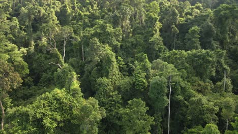 Toma-Aérea-Del-Exuberante-Bosque-Tropical-Denso