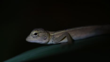 the oriental garden lizard is also called the eastern garden lizard, bloodsucker and changeable lizard