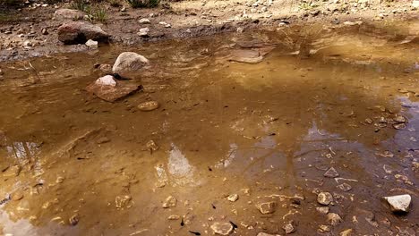 tadpoles swimming in a pond