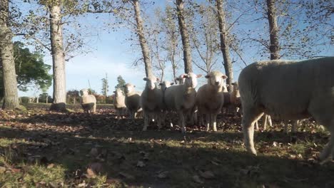 group fluffy curius white sheeps walking on meadow, dolly in