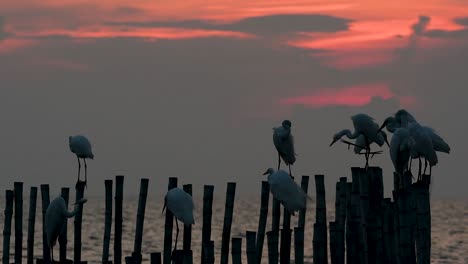 The-Great-Egret,-also-known-as-the-Common-Egret-or-the-Large-Egret