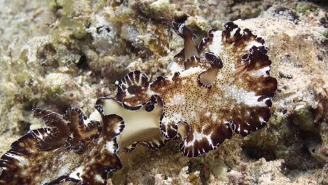 nudibranch discodoris boholiensis aka flatworm discodoris on sandy bottom crawls left to right, close-up front part