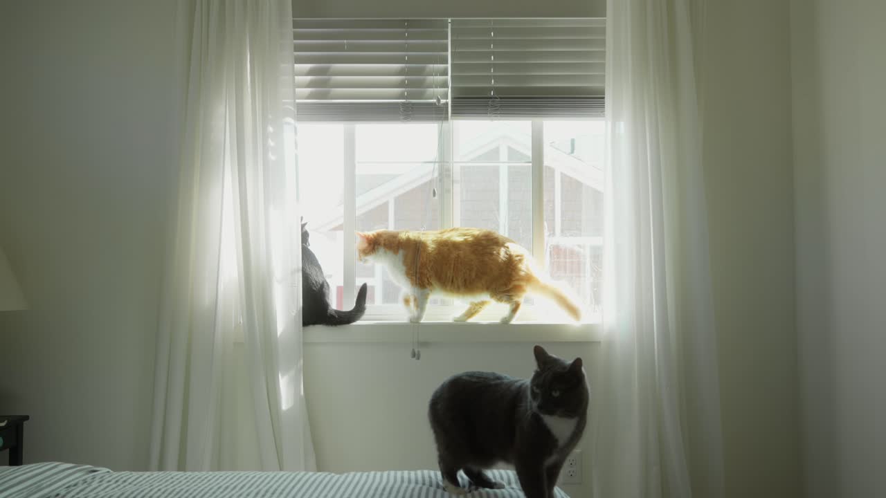 Cats on a windowsill