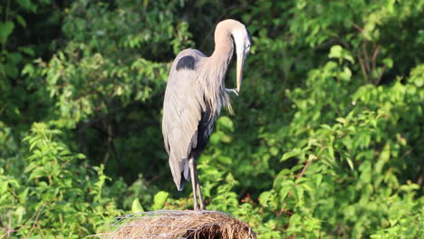 una garza gris sentada en una caja de anidación acicalándose las plumas