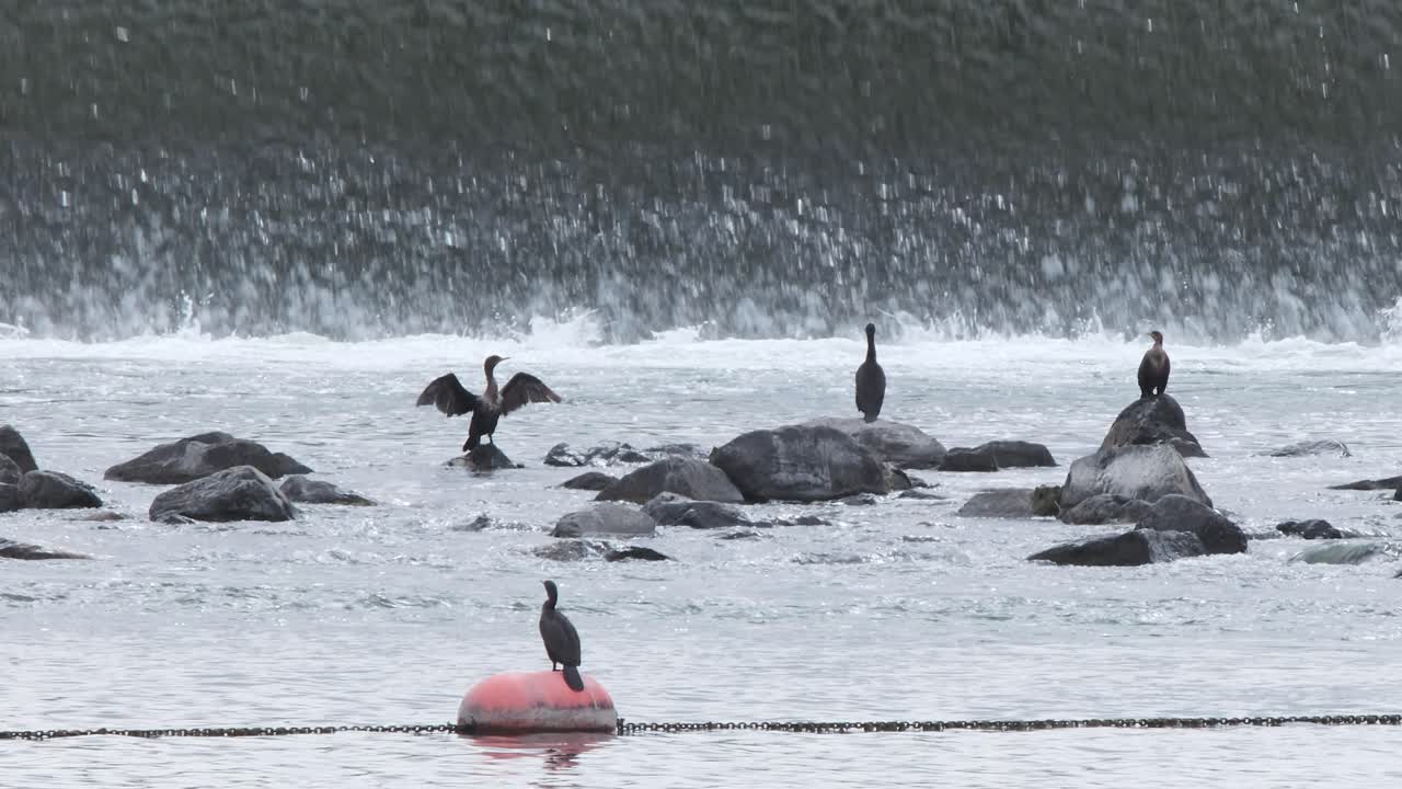 가마우지는 부드럽게 흐르는 강 위어, 오렌지 부표의 기슭에 날개를 말립니다.