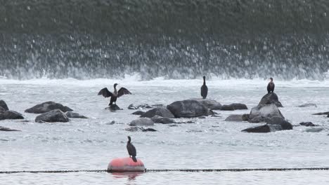 cormoranes alas secas en la base de la presa del río que fluye suavemente, boya naranja