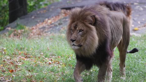 closeup slow motion video of a male lion walking towards the camera