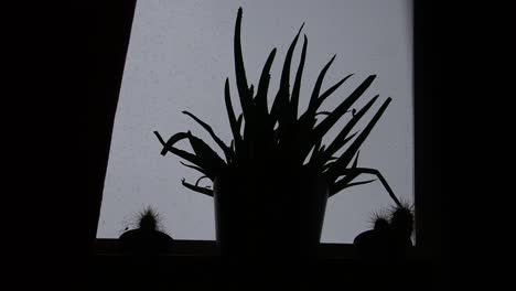 scary plant next to the window with bad weather in the background.