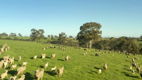 large-Sheep-herd-stampede-on-rolling-green-hills-on-sunny-day,-mesmerizing-rural-landscape-aerial-view