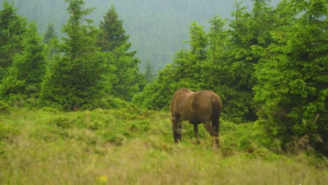 brown horse eating grass on the mountains by himself in the middle of nowhere scenery hill in the background far away vivid colours sense of belonging cinematic feel