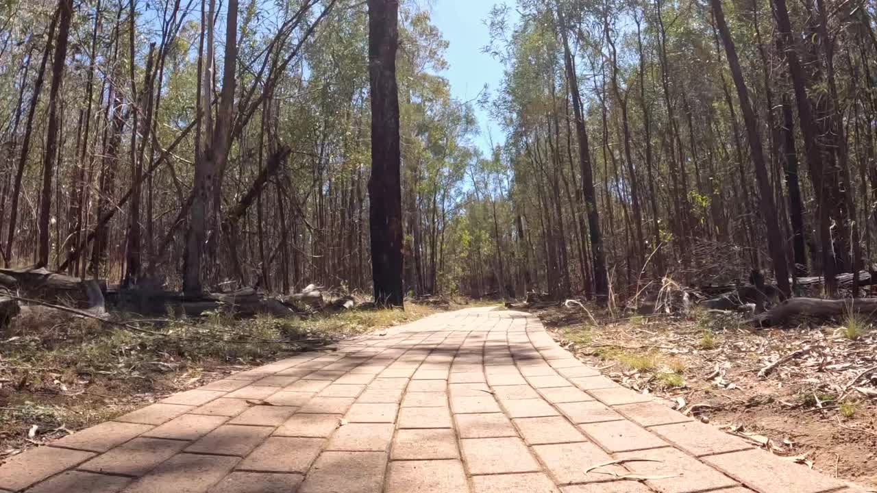 시간이 지남에 따라 조용한 숲길을 는 것