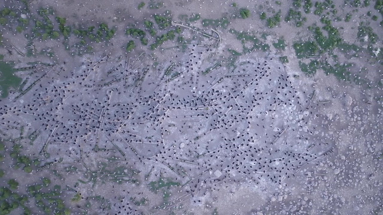 The camera glides directly above a massive colony of nesting cormorants on a remote island. Patches of green vegetation contrast with the rocky soil and fallen branches.