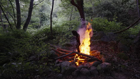 cozy campfire burning in tranquil forest, evening ambiance