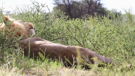 male african lion on the kalahari grooms himself in amusing fashion