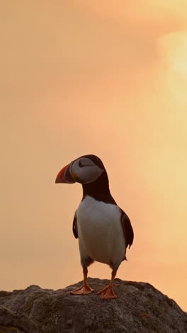 vertical puffin and orange sunset sky, vertical atlantic puffins bird video for social media instagram reels and tiktok on skomer island in wales, uk seabirds wildlife and nature