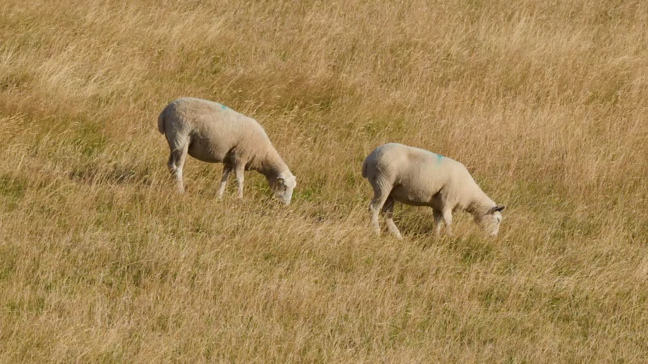 Una coppia di pecore pascola tranquillamente in un campo assolato di erba alta e dorata