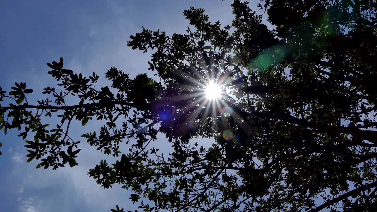 la luz del sol rompiendo a través de los árboles