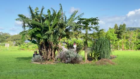 a stationary scarecrow stands beside banana trees in a lush, sunlit field in byron bay, australia. camera remains still with bright, natural daylight