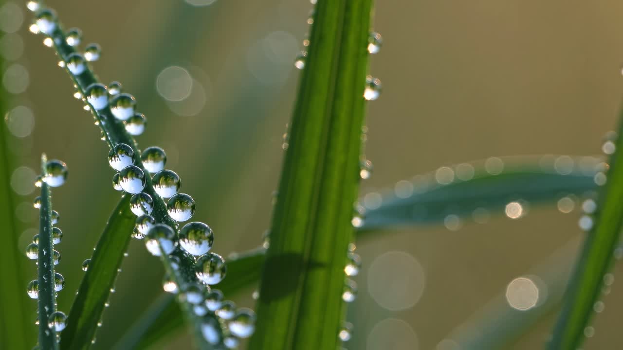 Close-up, macro shot of dew on grass blades, capturing sparkling droplets