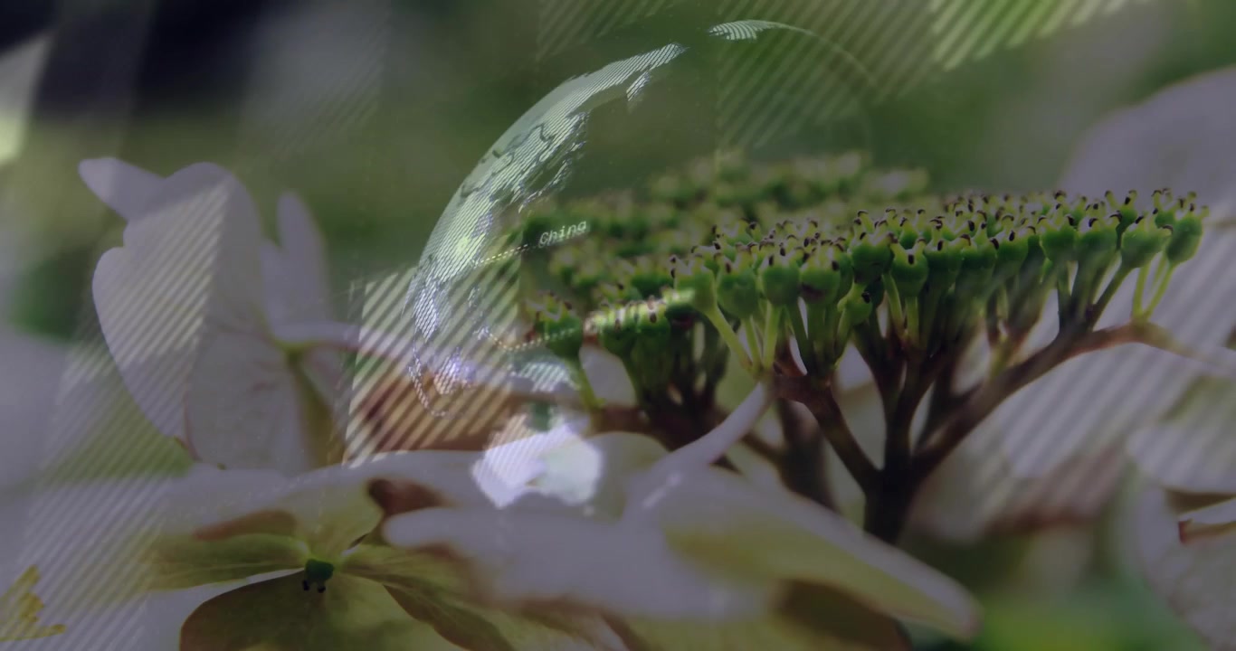 Maschera a strisce che scorre da sinistra, rettangolo che riflette e globo che ruota su un fiore bianco per la tecnologia.