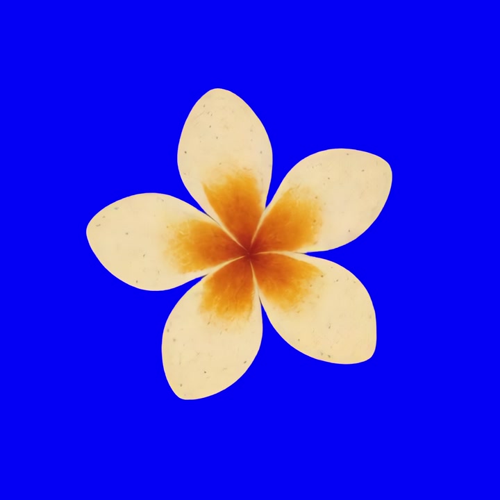 Einzelne Plumeria-Blüte isoliert auf hellem blauem Hintergrund