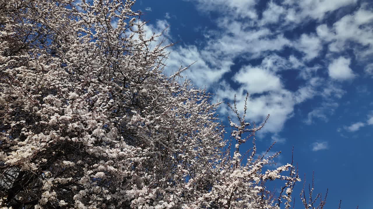 Cherry blossoms reaching into a cloudy spring sky