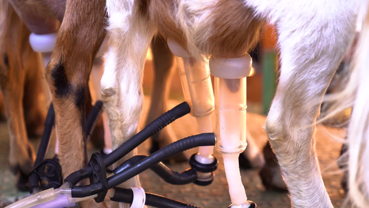 Tubes inserted into the udder of a goat to extract its milk, close shot, traditional farming life