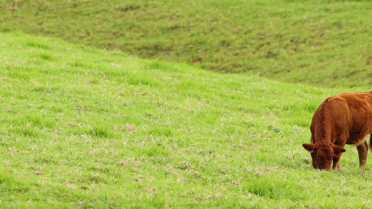 A solitary brown cow grazes on a lush, green hillside, surrounded by vibrant grass.