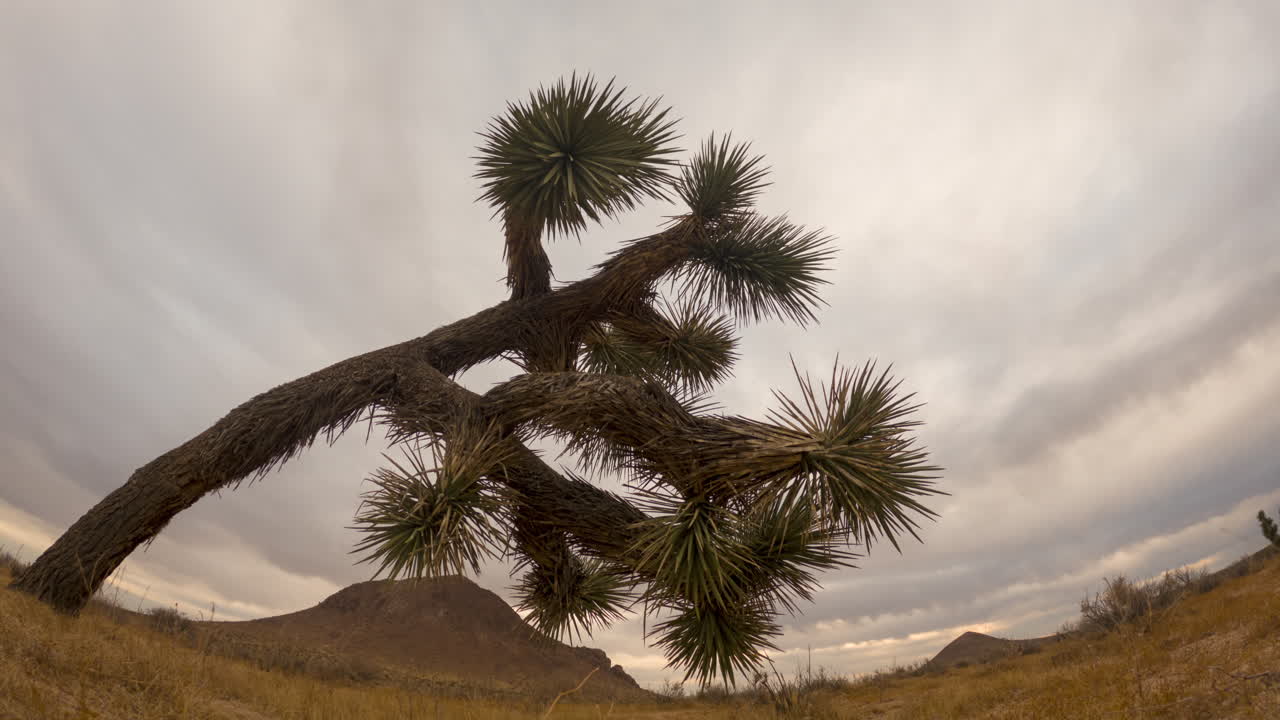 전경에 조슈아 트리가 있는 모하비 사막의 흐린 날 일출 시간 경과