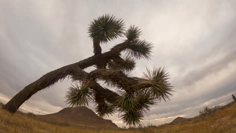 lapso de tiempo del amanecer en un día nublado en el desierto de mojave con un árbol de joshua en primer plano