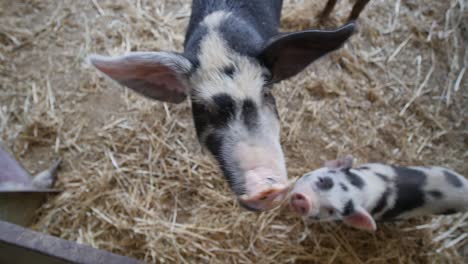 Close-up-pig-snout-in-camera-with-wide-angle-lens