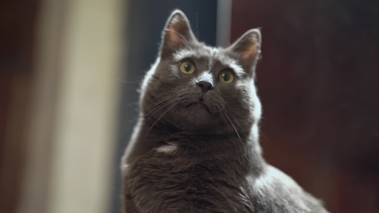 Volto di gatto domestico grigio con gli occhi spalancati seduto in una stanza.