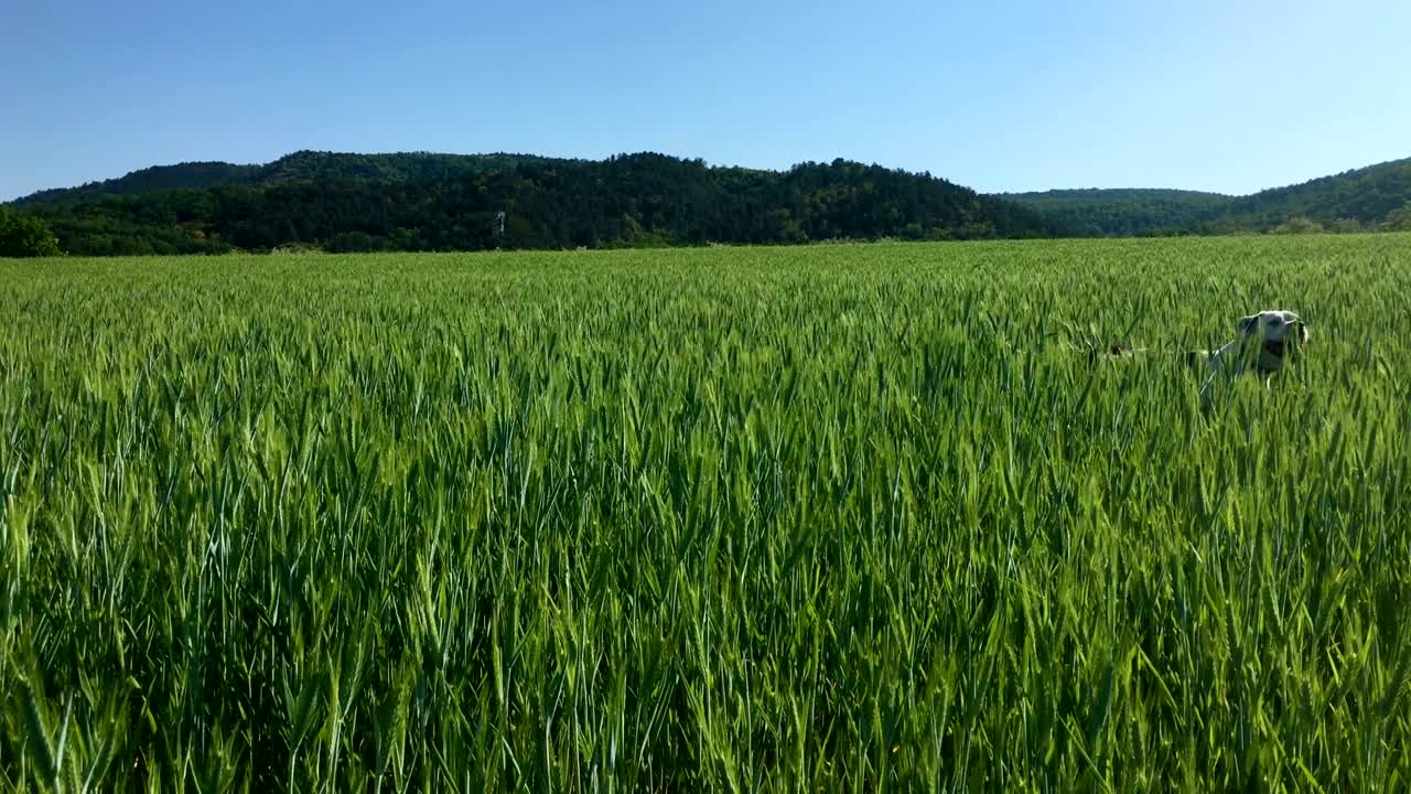 paseo de perros en el campo de hierba