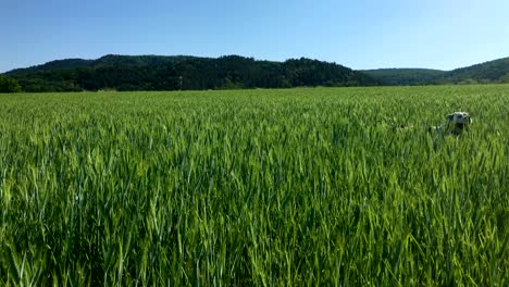 dog walk at grass field