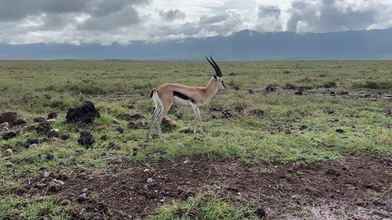 Thomson's gazelle in Ngorongoro crater, Tanzania.