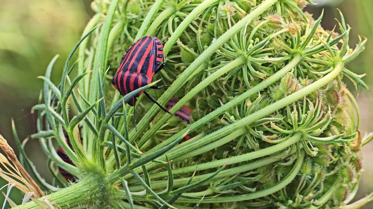 Close-up macro shot of striped shield bug Graphosoma italicum moving on green flower head.
